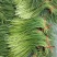 【蒜薹】正宗山东红帽蒜苔一手货源量大从优【坏单包赔】