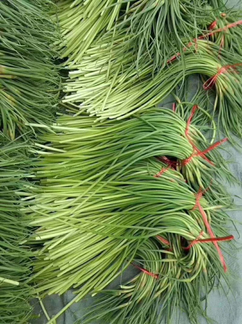 【蒜薹】正宗山东红帽蒜苔一手货源量大从优【坏单包赔】