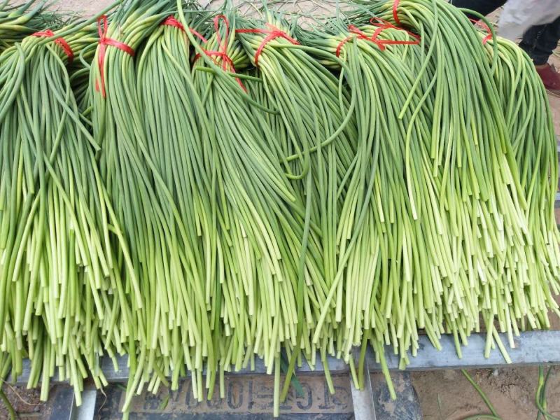 【蒜薹】金乡红帽蒜苔产地直发无霉斑量大从优品质保证