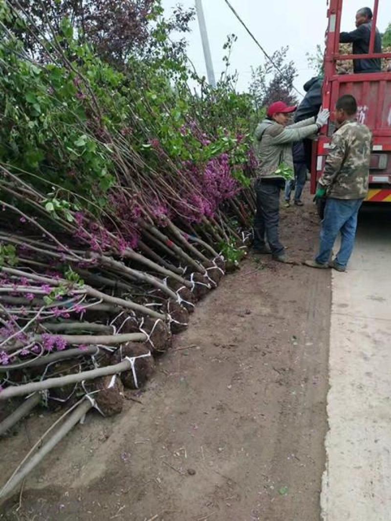 紫荆四季开花紫荆紫荆满条红紫金花树苗门