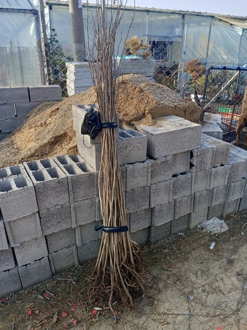 紫荆四季开花紫荆紫荆满条红紫金花树苗门