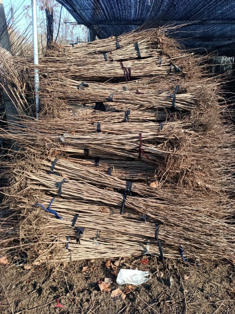 紫荆四季开花紫荆紫荆满条红紫金花树苗门