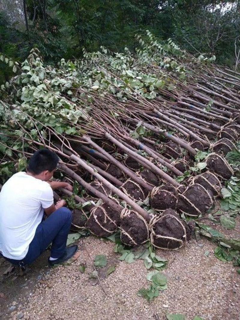 紫荆四季开花紫荆紫荆满条红紫金花树苗门