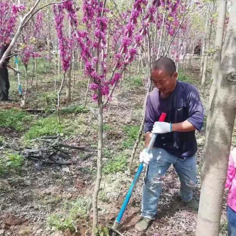 紫荆四季开花紫荆紫荆满条红紫金花树苗门