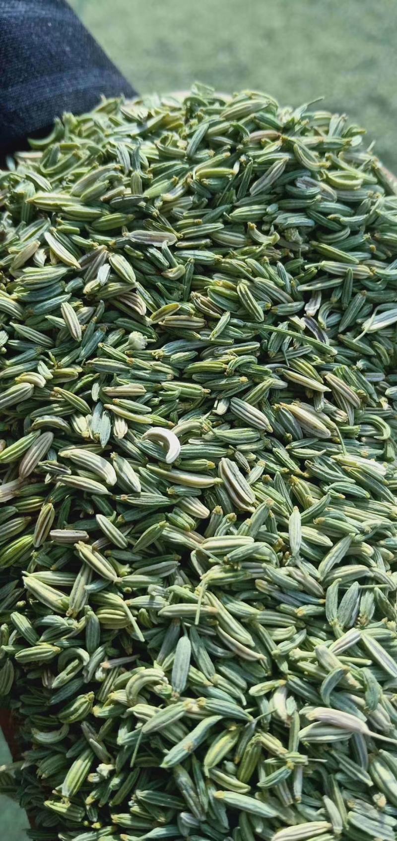 国产新货绿小茴香新疆小茴香统装小茴香