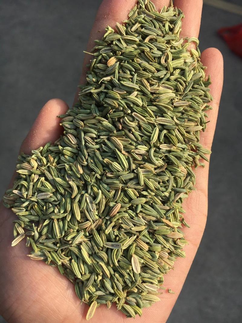 国产新货绿小茴香新疆小茴香统装小茴香