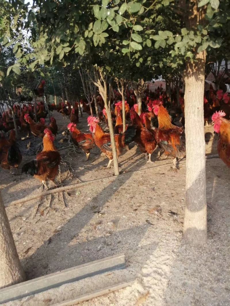 农家散养正宗土鸡大公鸡活鸡现杀新鲜走地草鸡