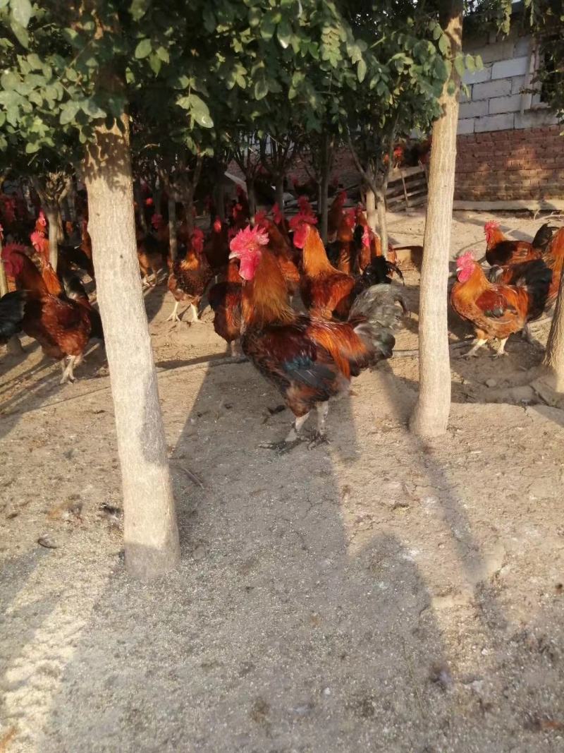 农家散养正宗土鸡大公鸡活鸡现杀新鲜走地草鸡