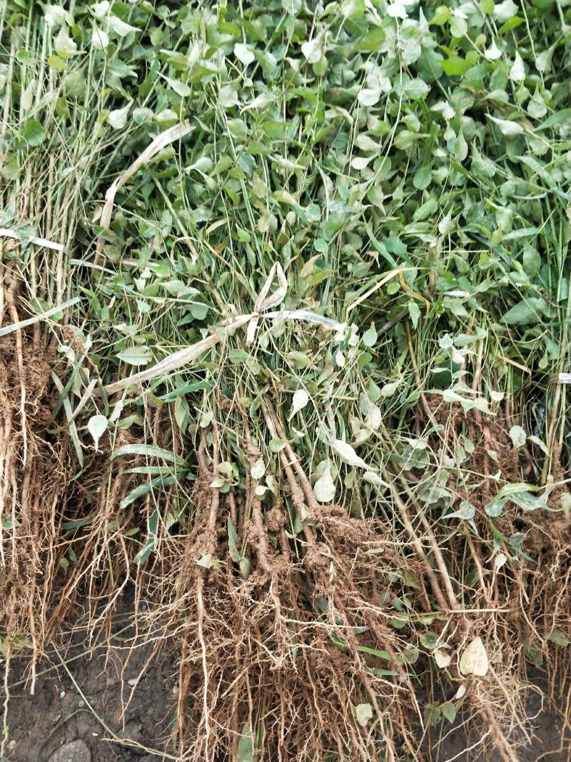 梅子苗，大量青梅树苗，
