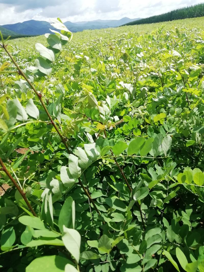 刺槐苗，刺槐，刺槐小苗，基地直供，量大从优