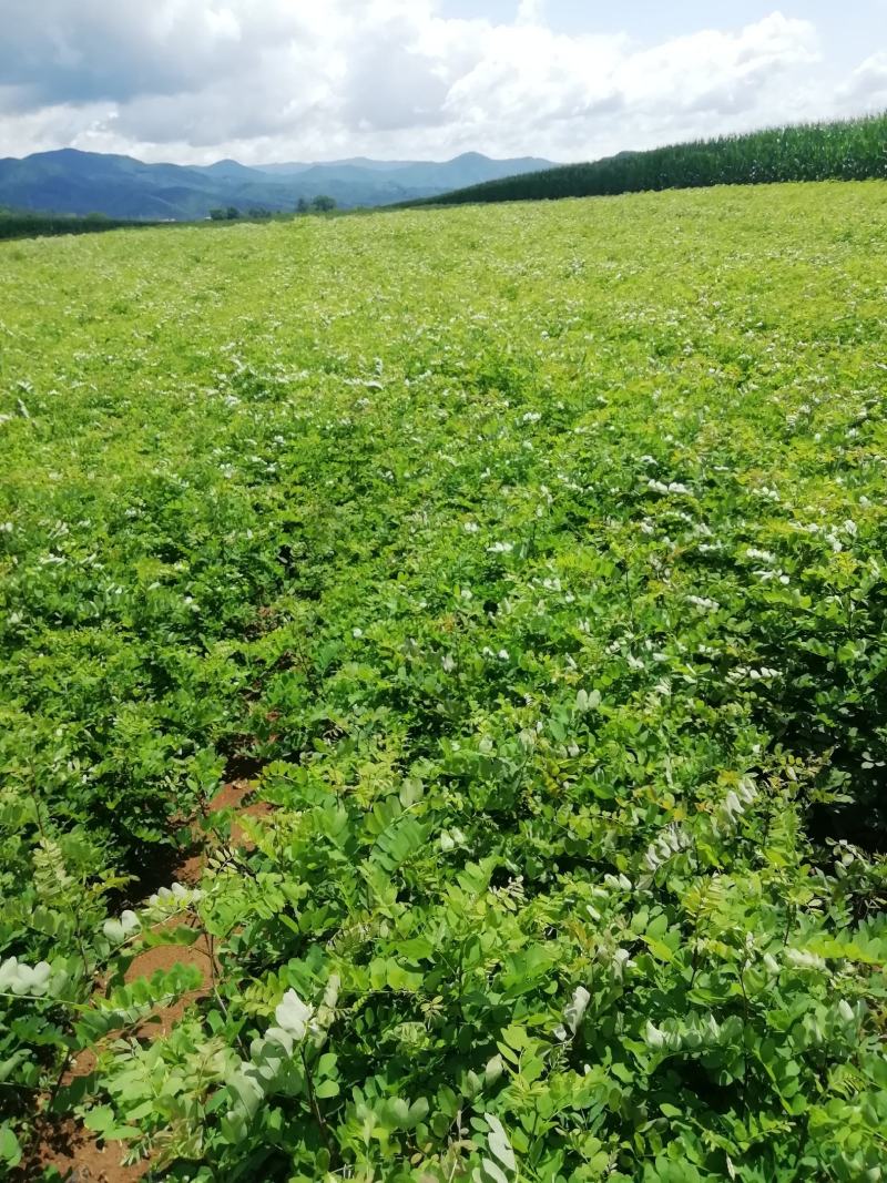刺槐苗，刺槐，刺槐小苗，基地直供，量大从优