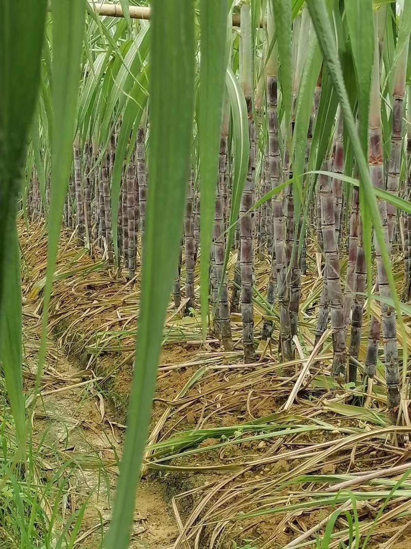 广东省韶关市翁源县黑皮甘蔗