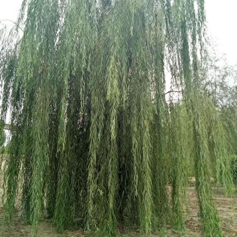 竹柳树苗柳树小苗树苗纯正美国速生竹柳3号竹柳扦插条苗垂柳