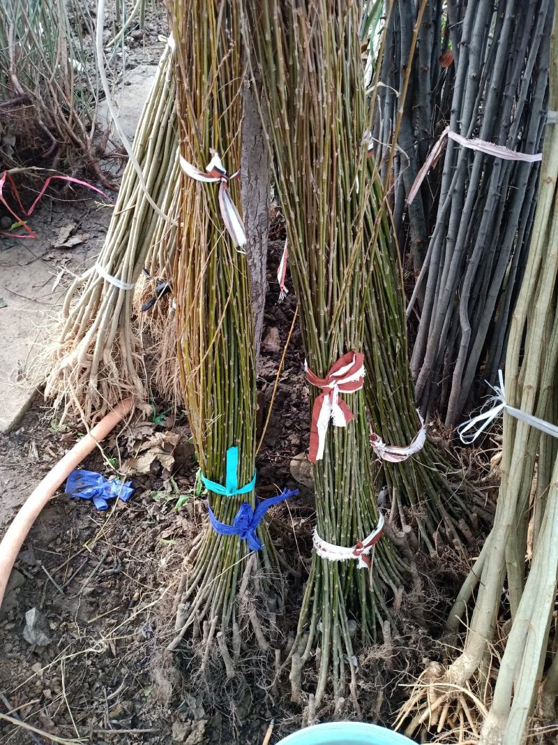 竹柳树苗柳树小苗树苗纯正美国速生竹柳3号竹柳扦插条苗垂柳