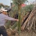 竹柳树苗柳树小苗树苗纯正美国速生竹柳3号竹柳扦插条苗垂柳