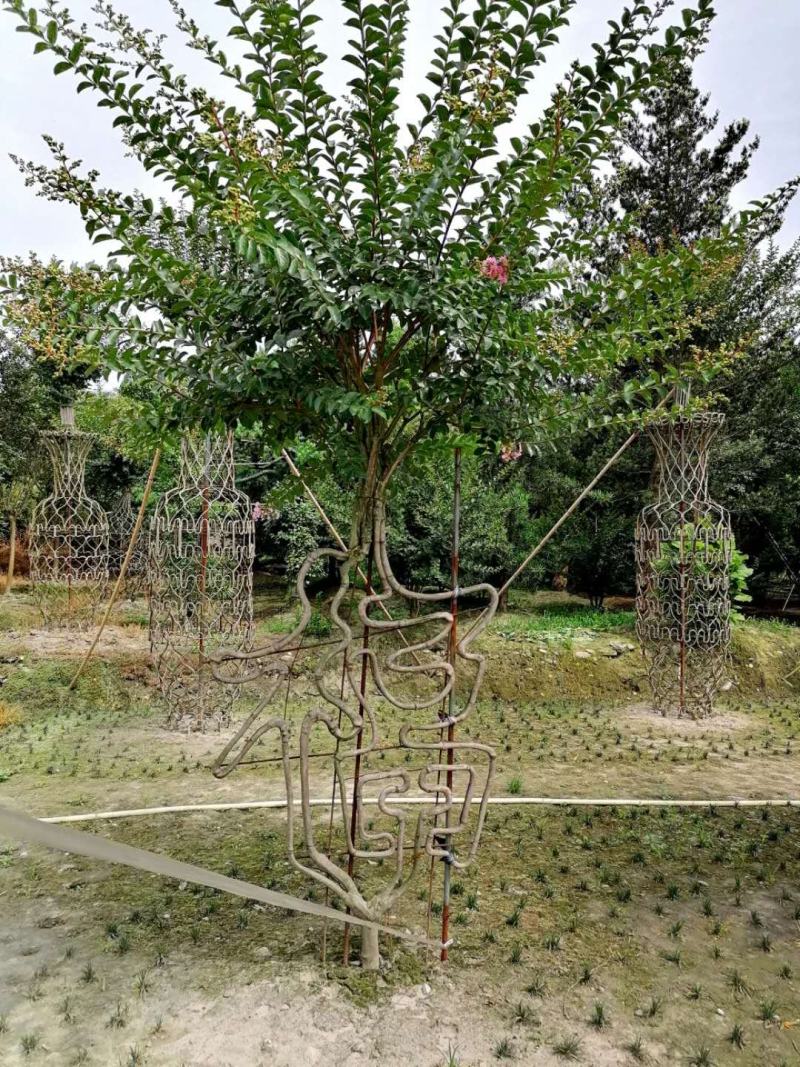紫薇字造型哪里有，紫薇字造型价格多少，紫薇字造型图片