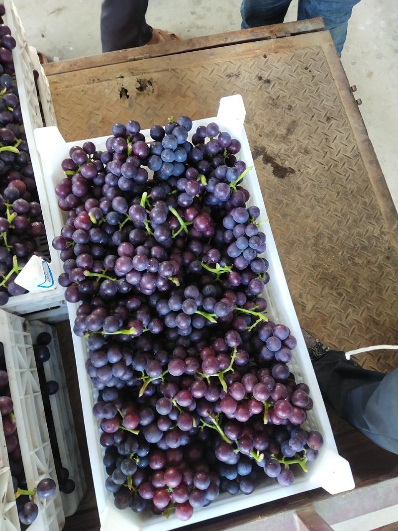 巨峰葡萄大量供应产地直发支持全国发货放心购买
