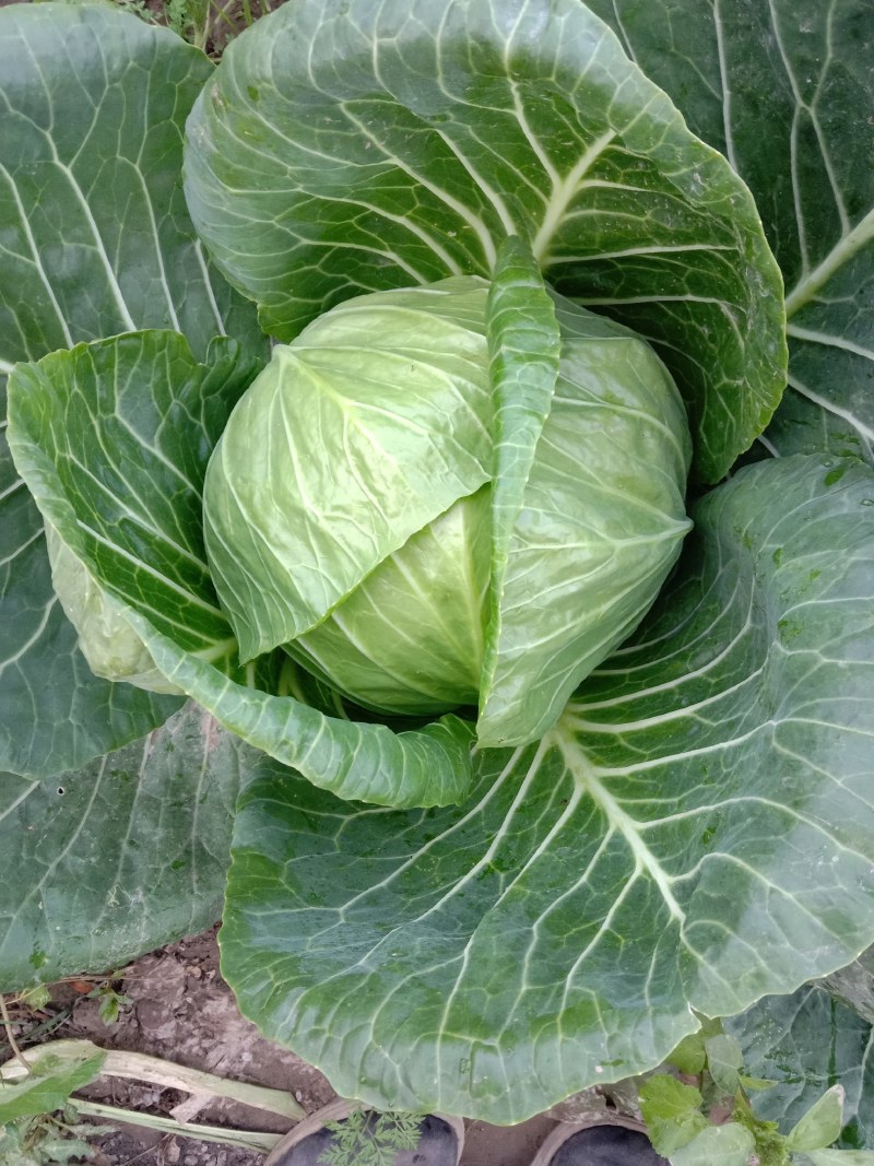 河北张家口大白菜甘蓝基地。