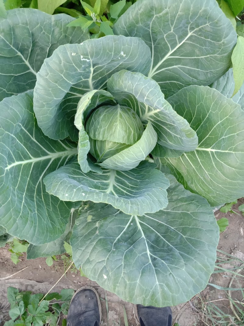 河北张家口大白菜甘蓝基地。