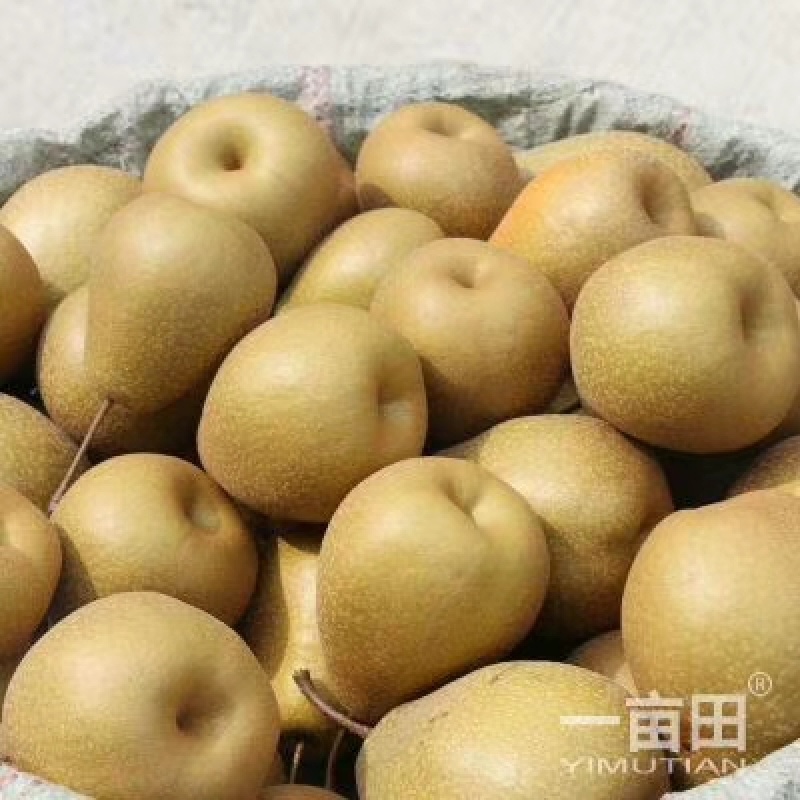 苍溪雪梨热销中，汁细无渣