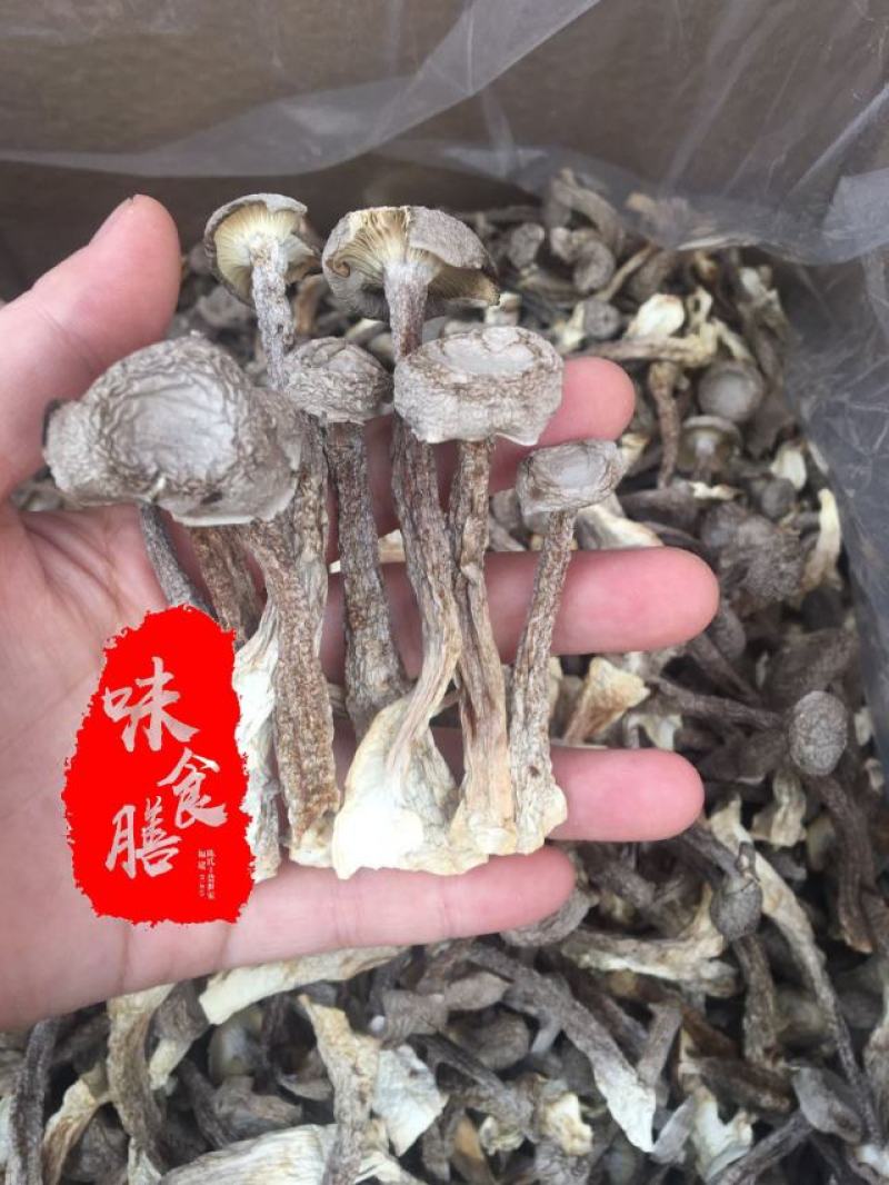 真食膳鹿茸菇细条中条粗条各种型号规格