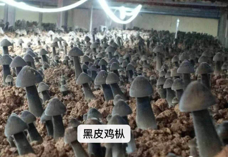 黑皮鸡枞菌棒，黑皮鸡枞菌种，贵州丰源菌种