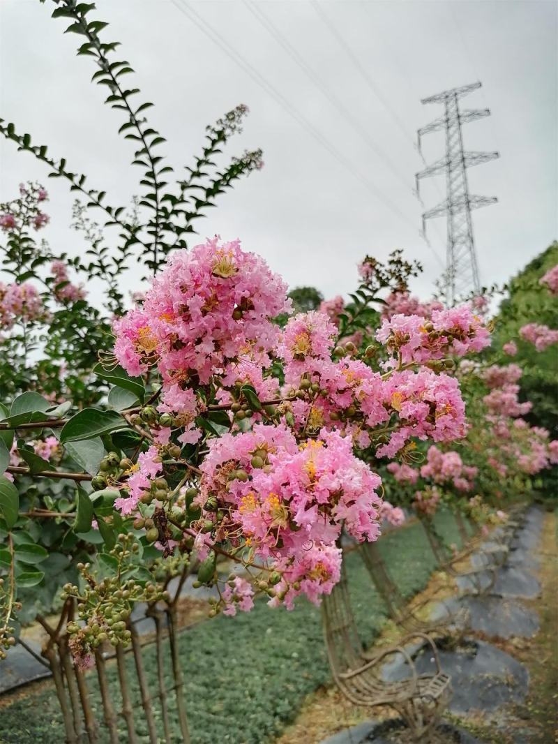 紫薇造型椅子基地实拍图片，紫薇造型椅子价格多少
