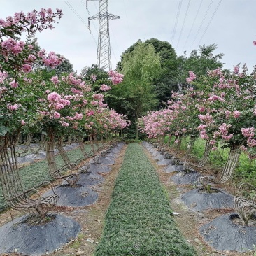 紫薇造型椅子基地实拍图片，紫薇造型椅子价格多少