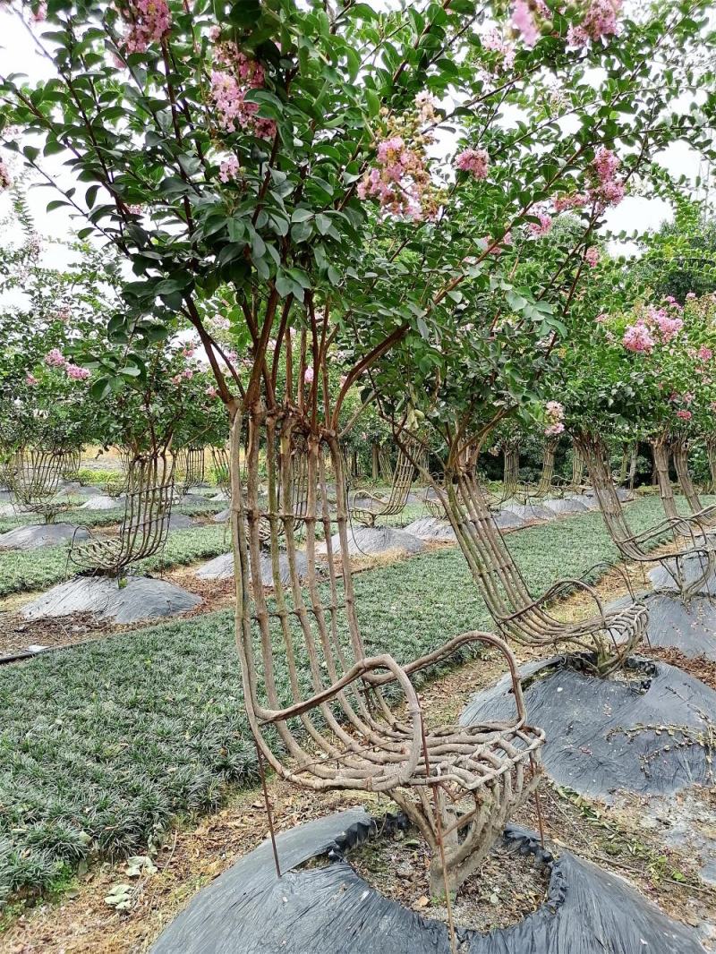 紫薇造型椅子基地实拍图片，紫薇造型椅子价格多少