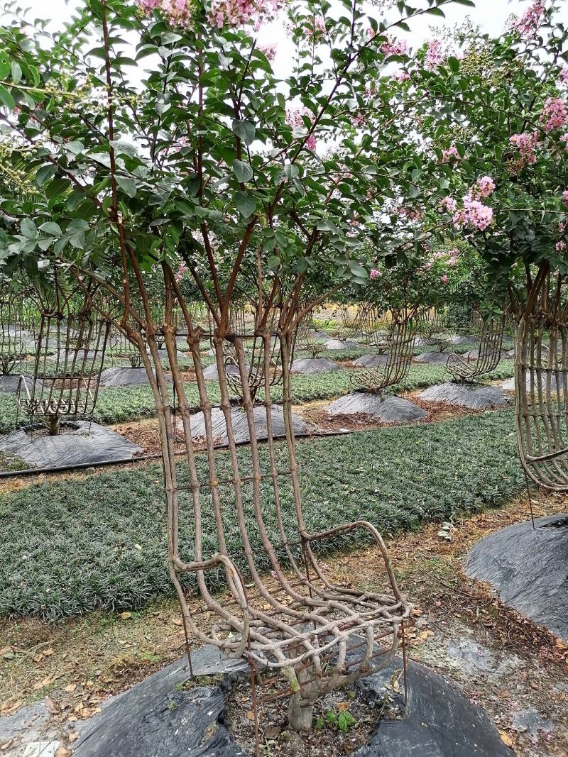 紫薇造型椅子基地实拍图片，紫薇造型椅子价格多少