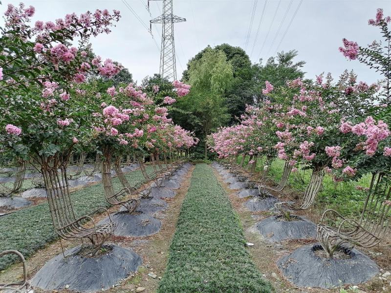 紫薇造型椅子基地实拍图片，紫薇造型椅子价格多少