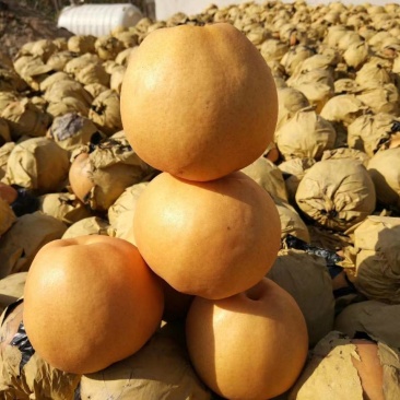 大量供应丰水梨，黄金梨，大量上市，量大从优