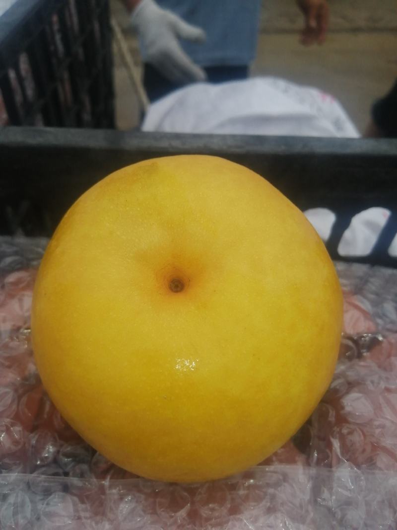 大量供应丰水梨，黄金梨，大量上市，量大从优