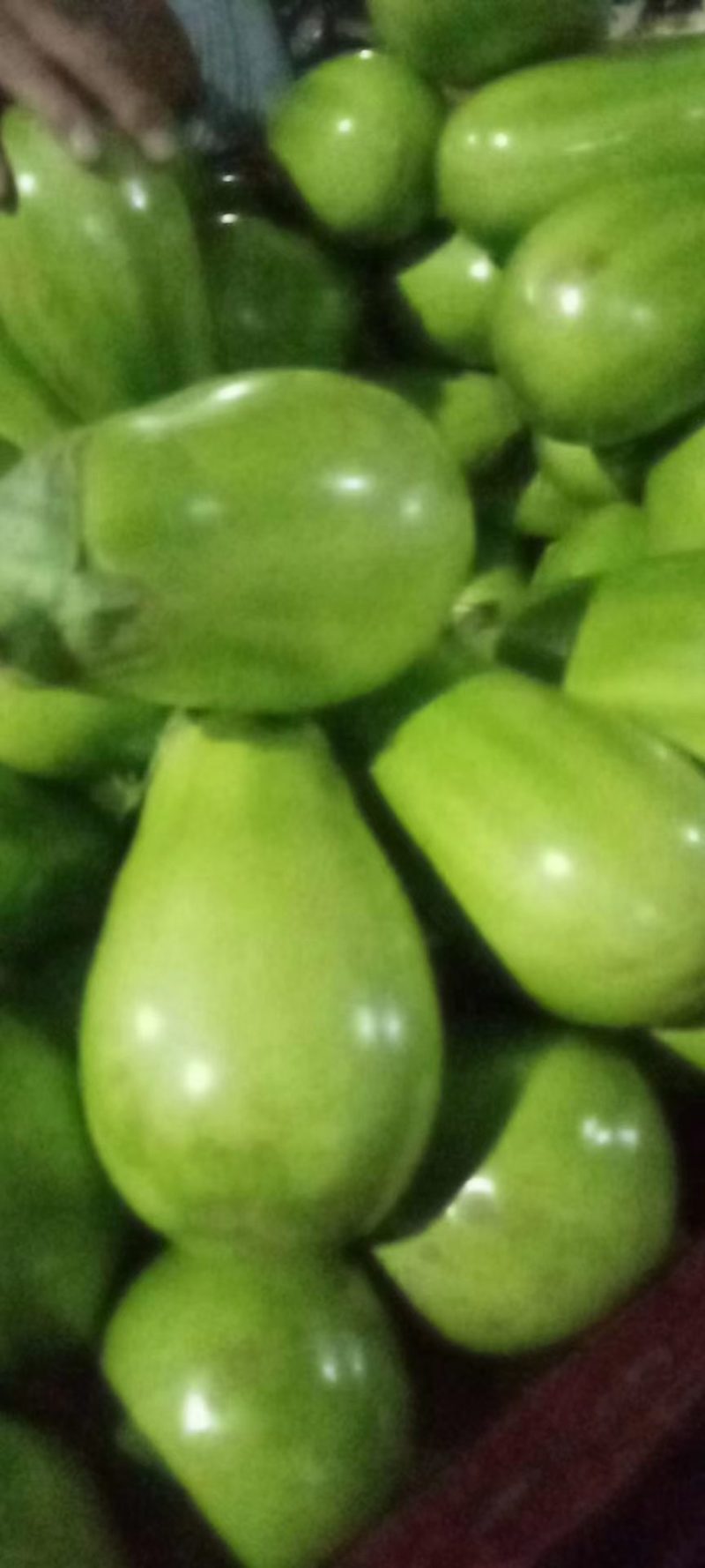 精品青茄子，少量成熟开始上市，