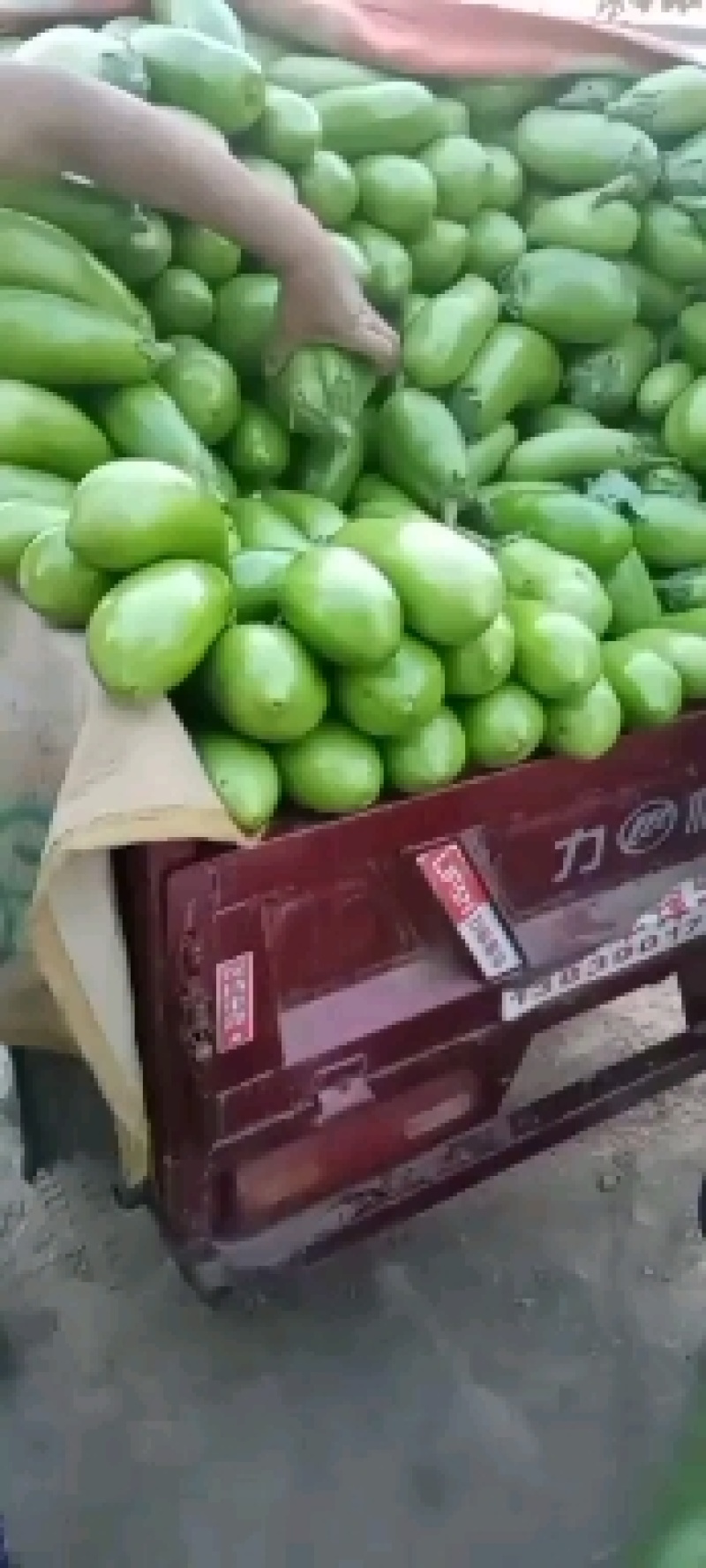 精品青茄子，少量成熟开始上市，