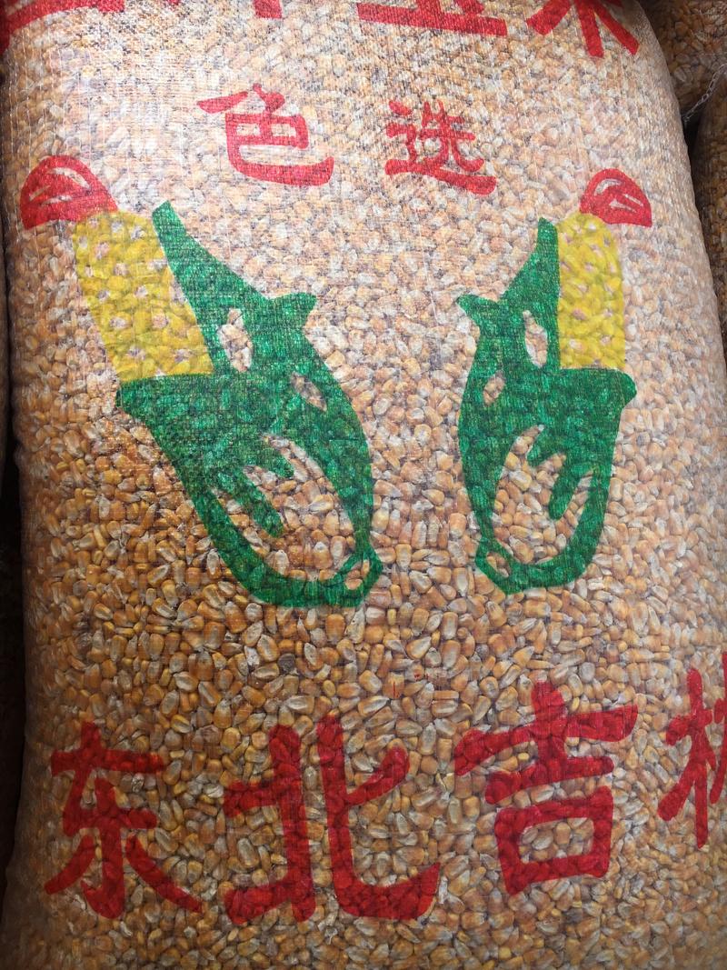 🌽23年湖北黄玉米大颗粒，双比重过筛色选净粮.