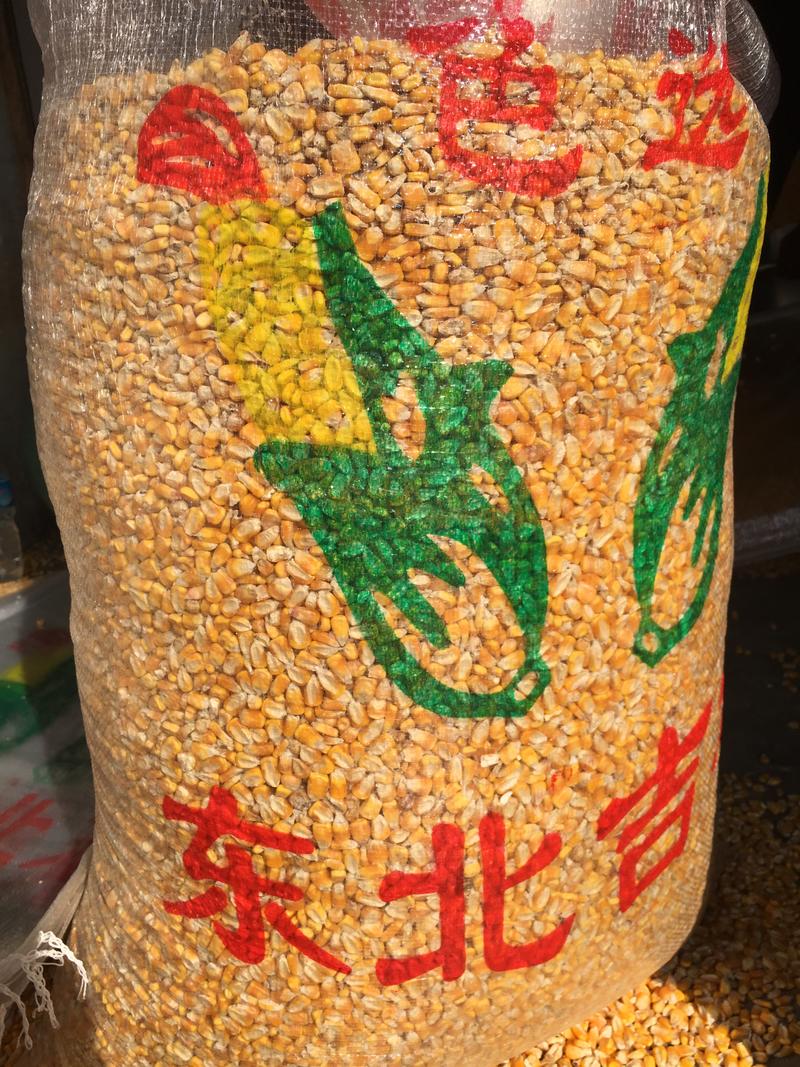 🌽23年湖北黄玉米大颗粒，双比重过筛色选净粮.