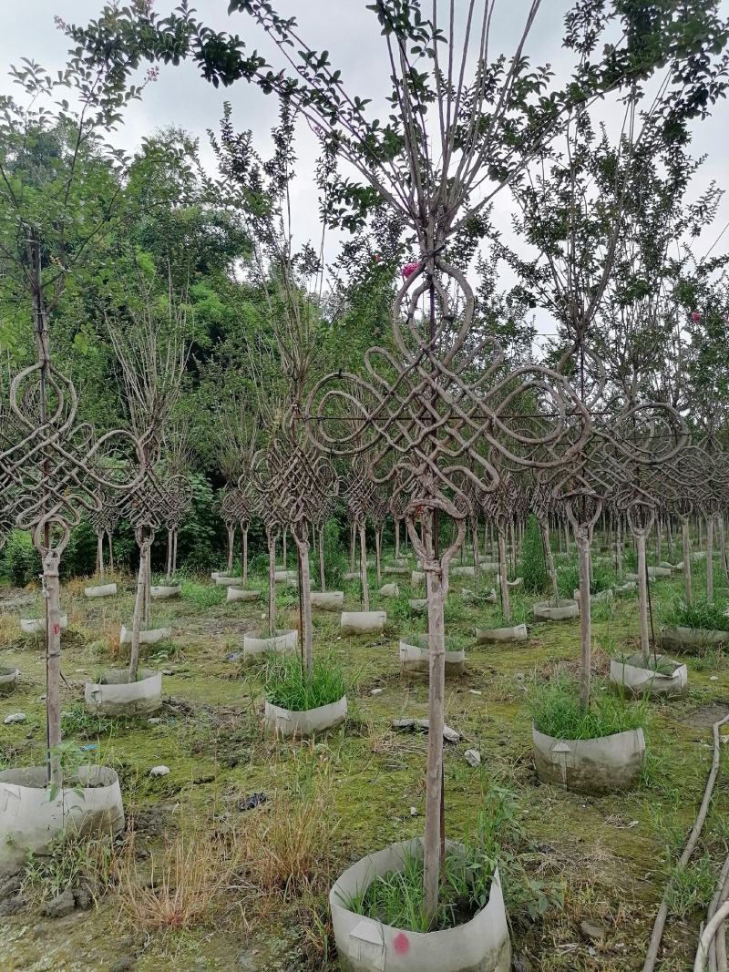 紫薇中国结造型，紫薇中国结造型价格是多少，