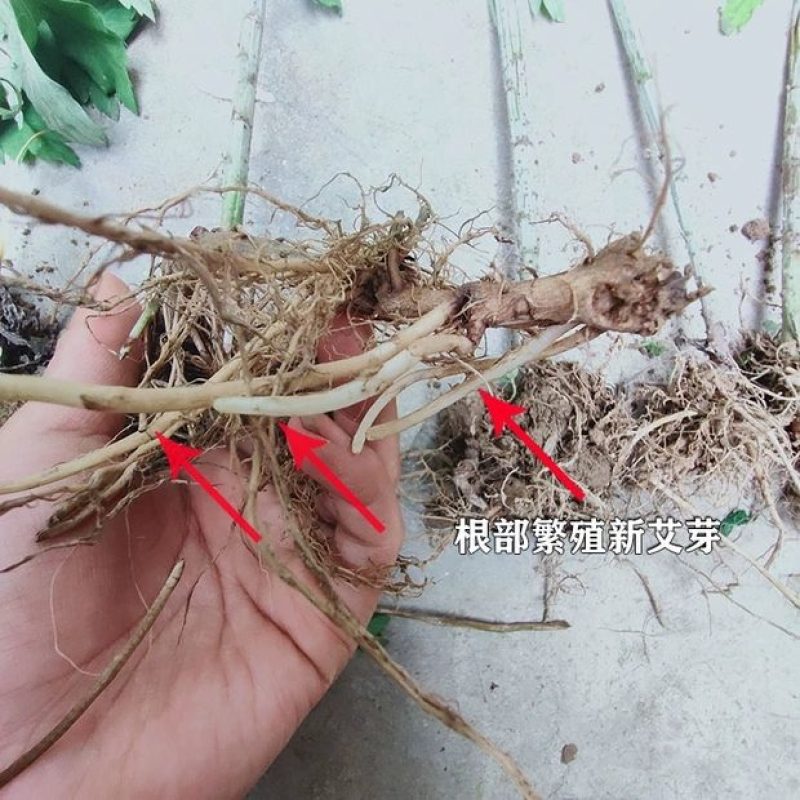 盆栽生鲜艾叶根香艾草苗多年生艾叶苗糍粑天然艾草根泡脚驱蚊