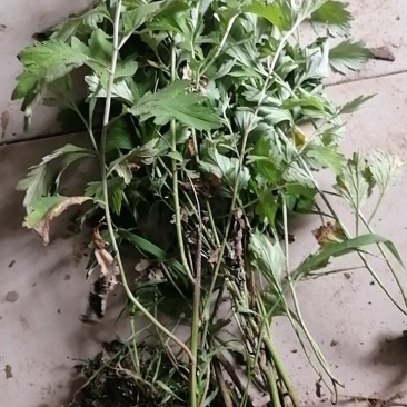 盆栽生鲜艾叶根香艾草苗多年生艾叶苗糍粑天然艾草根泡脚驱蚊