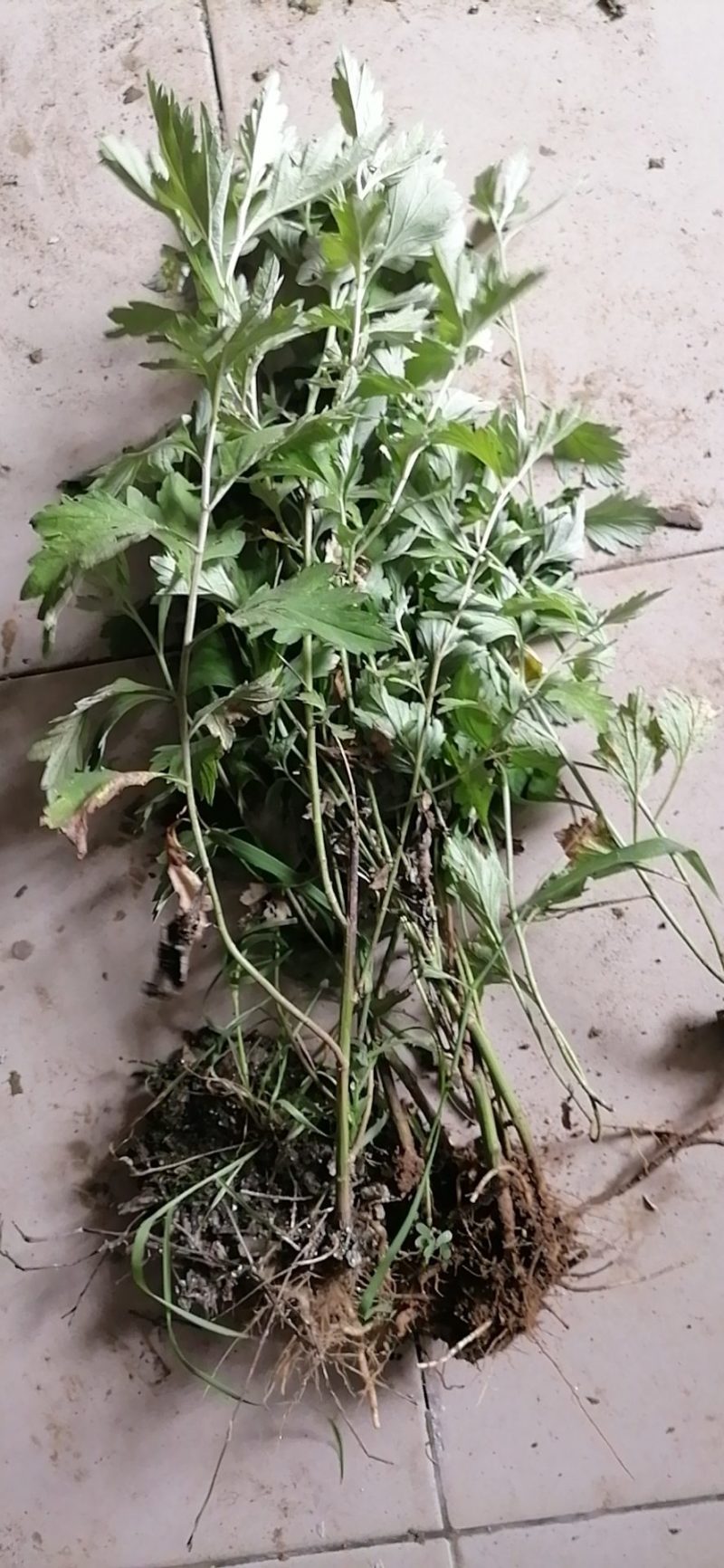 盆栽生鲜艾叶根香艾草苗多年生艾叶苗糍粑天然艾草根泡脚驱蚊