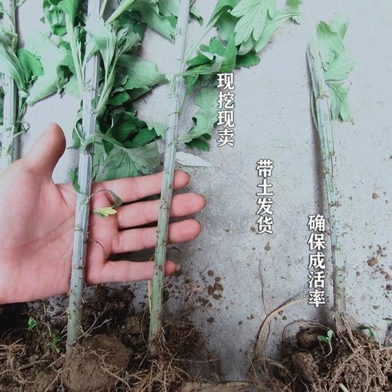 盆栽生鲜艾叶根香艾草苗多年生艾叶苗糍粑天然艾草根泡脚驱蚊