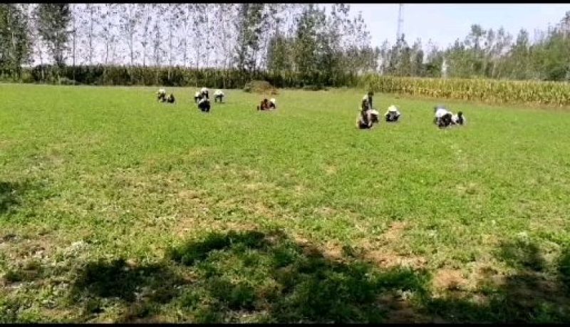 盆栽生鲜艾叶根香艾草苗多年生艾叶苗糍粑天然艾草根泡脚驱蚊