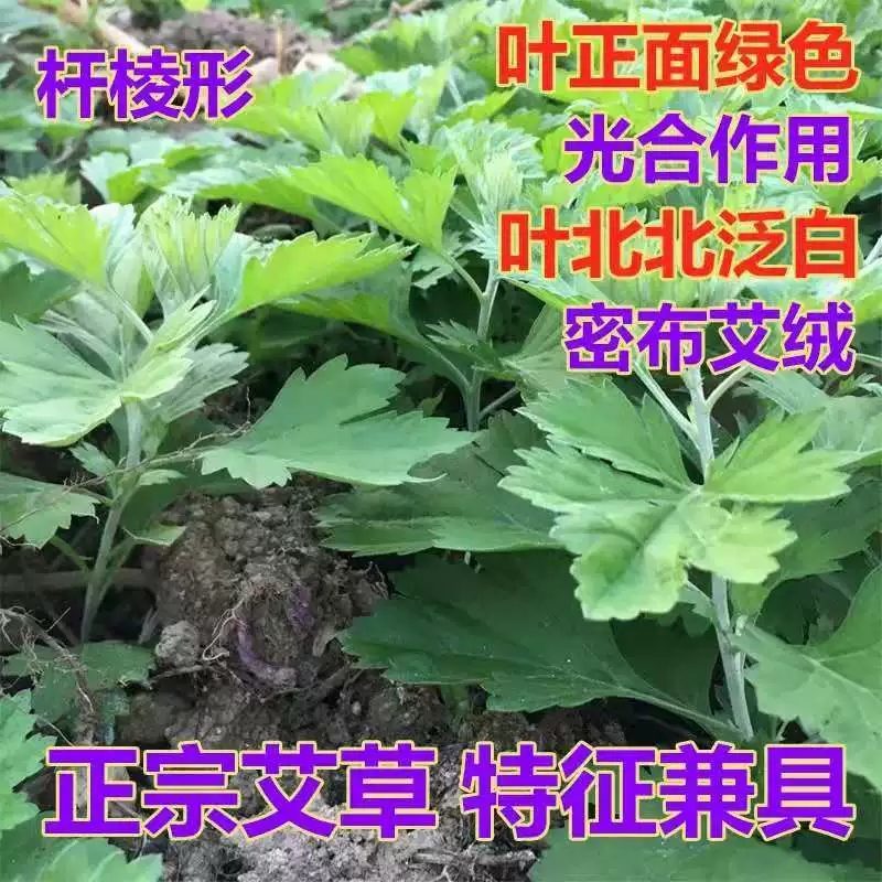 盆栽生鲜艾叶根香艾草苗多年生艾叶苗糍粑天然艾草根泡脚驱蚊