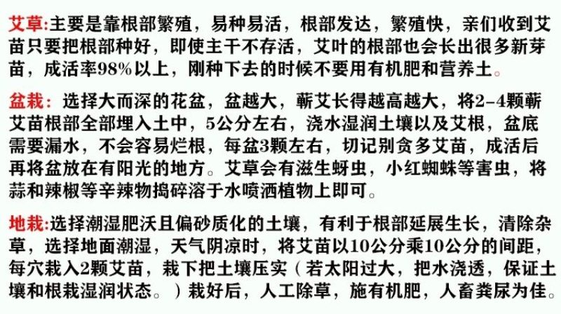 盆栽生鲜艾叶根香艾草苗多年生艾叶苗糍粑天然艾草根泡脚驱蚊