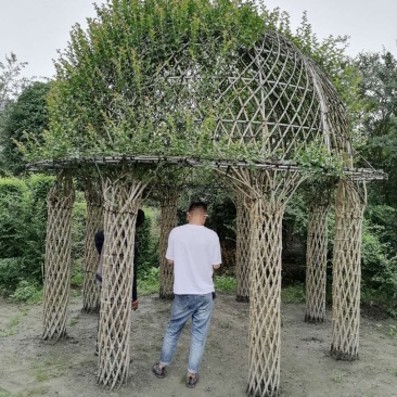 紫薇亭子造型基地实拍图片，紫薇亭子造型价格多少