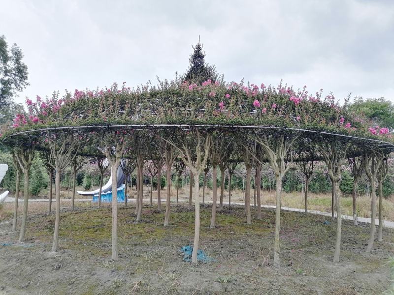 紫薇亭子造型基地实拍图片，紫薇亭子造型价格多少