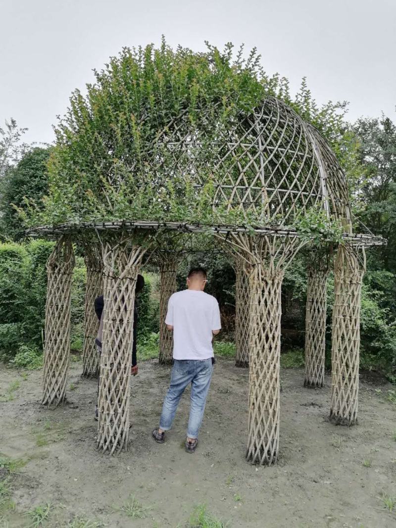 紫薇亭子造型基地实拍图片，紫薇亭子造型价格多少