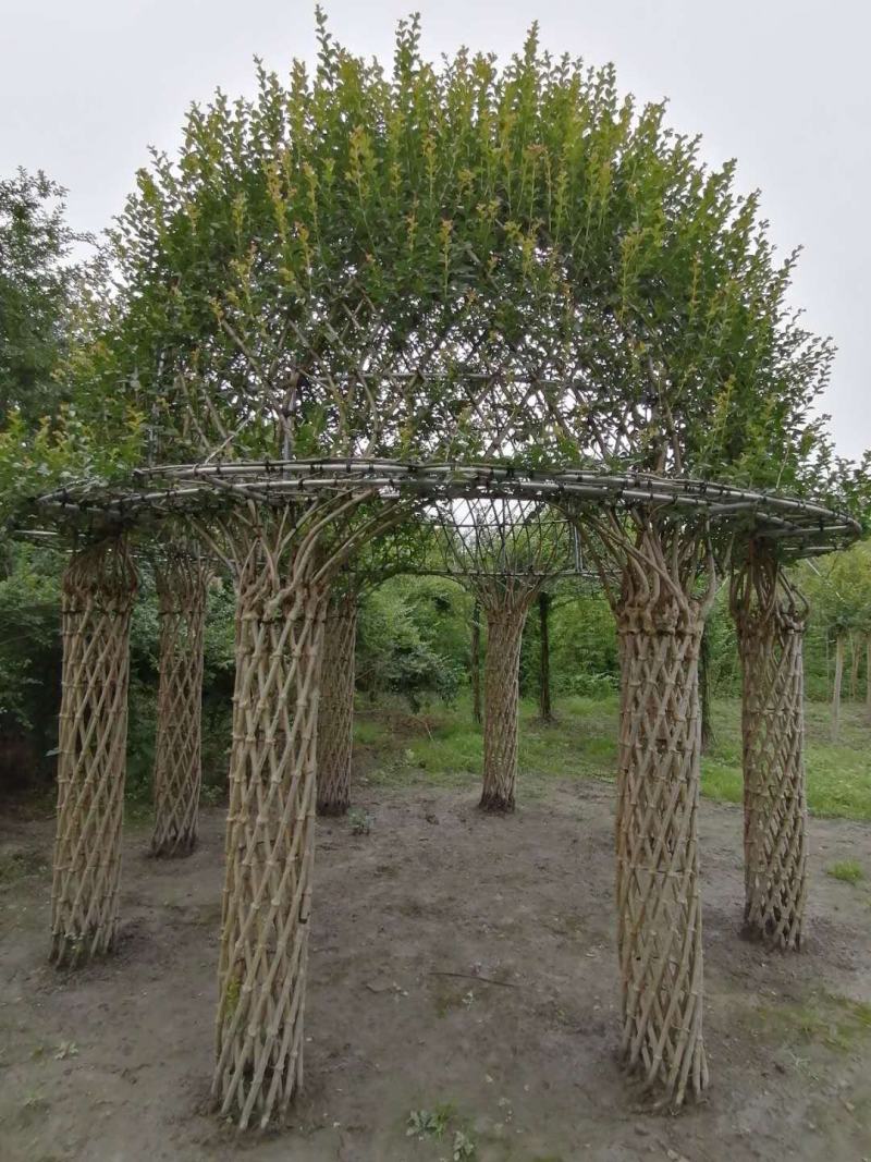 紫薇亭子造型基地实拍图片，紫薇亭子造型价格多少