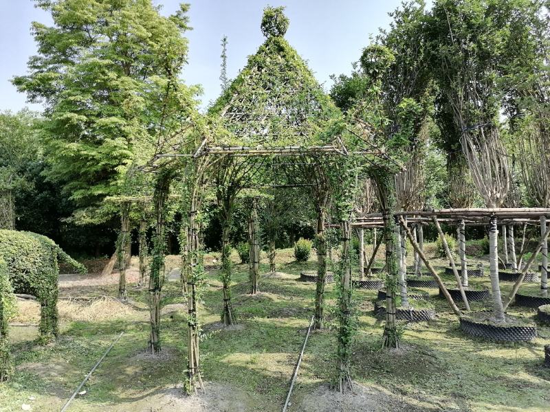 紫薇亭子造型基地实拍图片，紫薇亭子造型价格多少